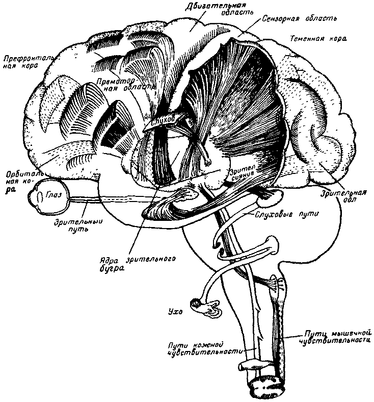���. 7. �������� ���� ������ ������������ (�� �������, 1959)